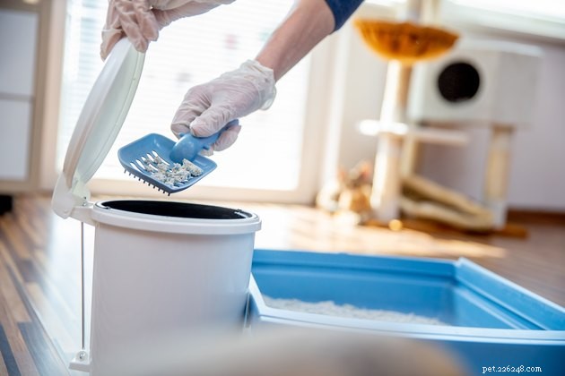 Top Clumping Cat Litters of 2022: Clean, Odor‑Free, Long‑Lasting Solutions