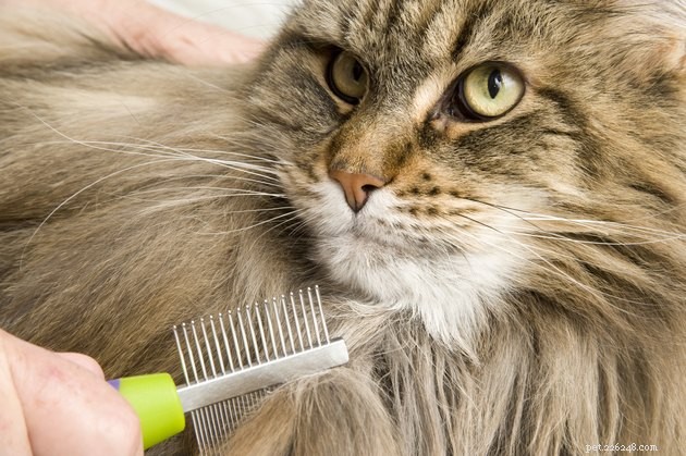 Top Cat Brushes 2022: Expert Picks for a Smooth, Shedding‑Free Coat
