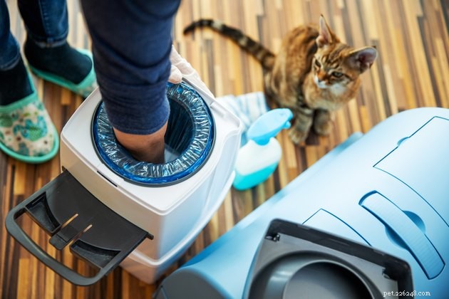 Top Cat Litter Disposal Systems of 2022: Odor‑Free, Easy, and Eco‑Friendly