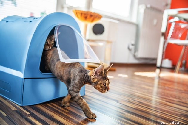 Top Cat Litter Box Liners 2022 – Clean, Convenient, and Cat‑Friendly