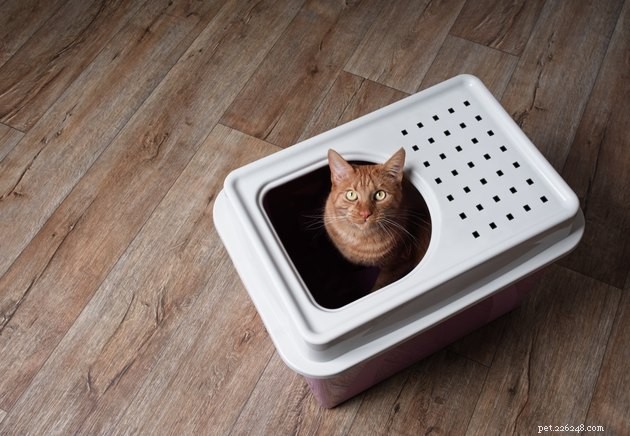 Top Cat Litter Box Liners 2022 – Clean, Convenient, and Cat‑Friendly