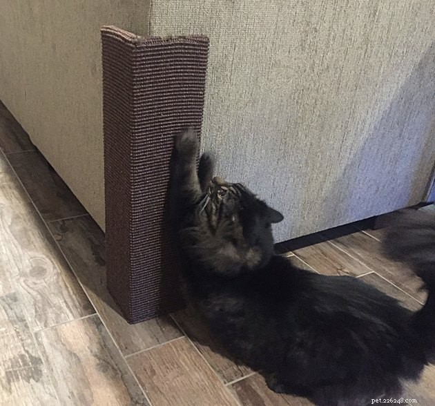 Top 2022 Furniture Protectors Every Pet Owner Should Consider