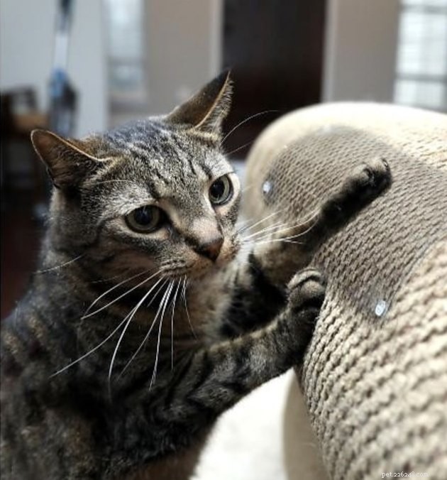 Top 2022 Furniture Protectors Every Pet Owner Should Consider