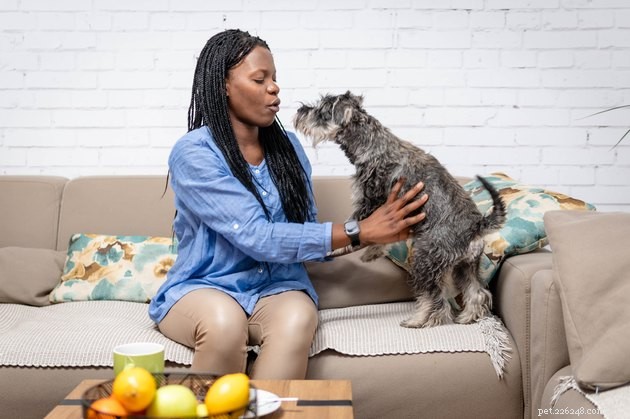 Top 2022 Furniture Protectors Every Pet Owner Should Consider