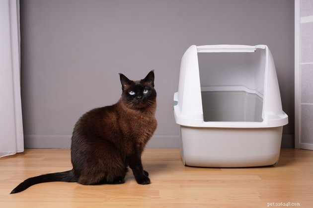 Top Cat Litter Deodorizers of 2022: Fresh & Long-Lasting Solutions