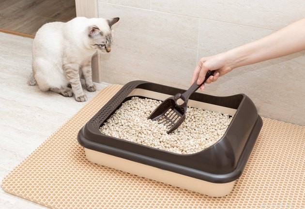 Top Cat Litter Scoops of 2022: Clean, Durable, Easy to Use