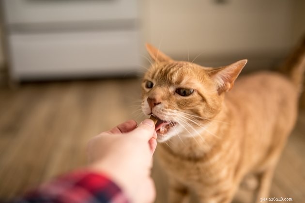 Top Crunchy Cat Treats of 2022: Premium Choices for Healthy Paws