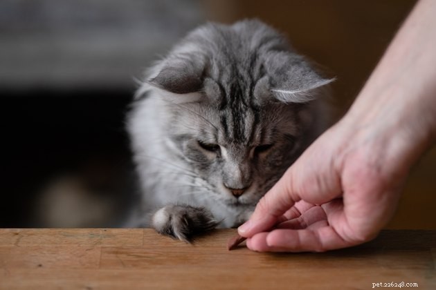 Top Crunchy Cat Treats of 2022: Premium Choices for Healthy Paws