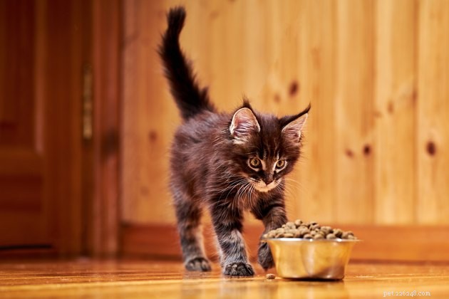 Top 2022 Kitten Food Guide: Best Brands for Healthy Growth