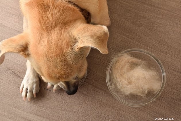 Top Pet Hair Removers 2022: The Best Tools for a Clean, Hair-Free Home