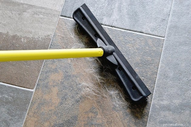Top Pet Hair Removers 2022: The Best Tools for a Clean, Hair-Free Home