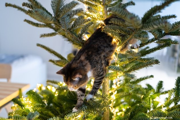 Why Cats Often Get Stuck in Trees – Causes, Prevention, and Solutions
