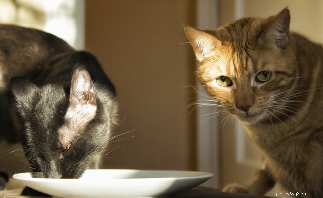 Top 2022 Lickable Cat Treats: Trusted Picks for a Healthy, Happy Feline