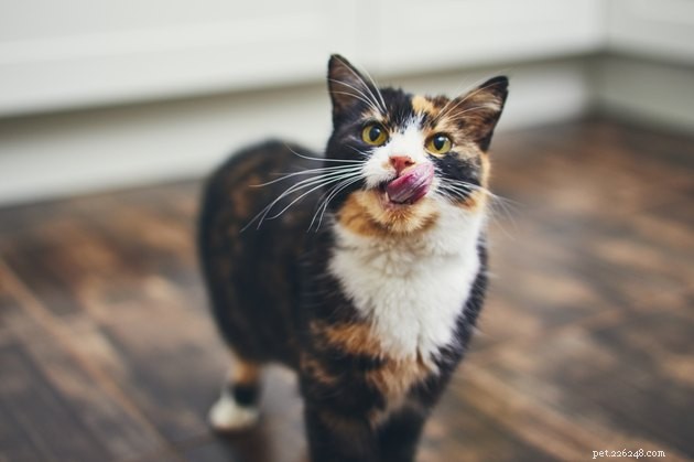 Top 2022 Lickable Cat Treats: Trusted Picks for a Healthy, Happy Feline