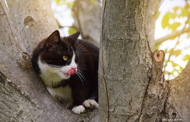 Why Cats Often Get Stuck in Trees – Causes, Prevention, and Solutions