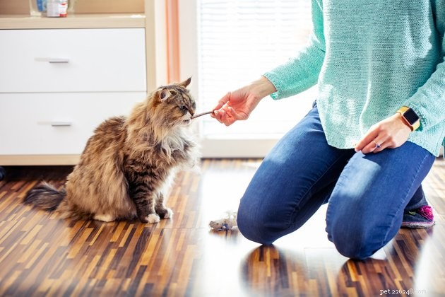 2022 s Best Cat Dental Treats: Promote Healthy Teeth & Gums