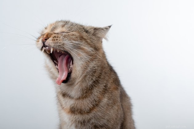 2022 s Best Cat Dental Treats: Promote Healthy Teeth & Gums
