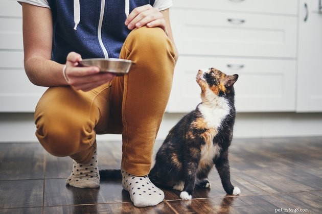 Top Freeze-Dried Raw Cat Food Picks of 2022 – Expert Reviews & Buying Guide