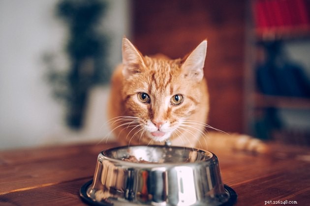 Top Cat Food Toppers of 2022: Boost Flavor & Health