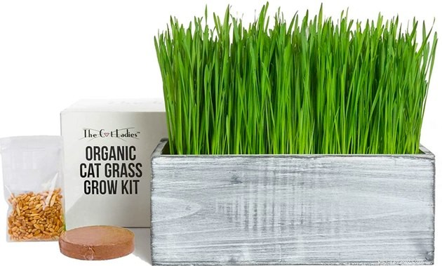 Top Cat Grass Kits for Healthy Felines: 2022 Guide