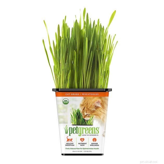 Top Cat Grass Kits for Healthy Felines: 2022 Guide