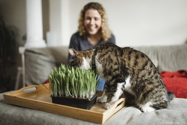 Top Cat Grass Kits for Healthy Felines: 2022 Guide
