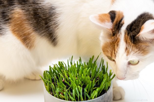 Top Cat Grass Kits for Healthy Felines: 2022 Guide