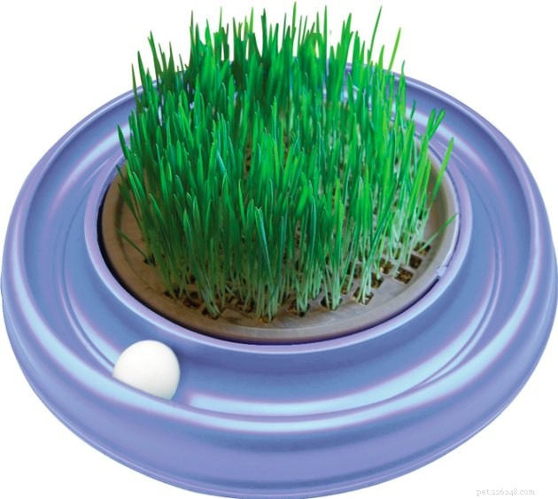 Top Cat Grass Kits for Healthy Felines: 2022 Guide