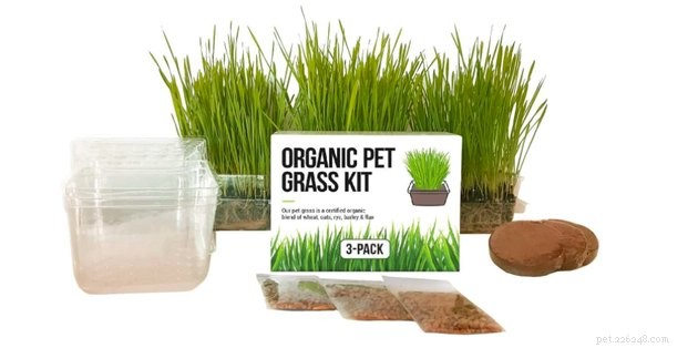 Top Cat Grass Kits for Healthy Felines: 2022 Guide