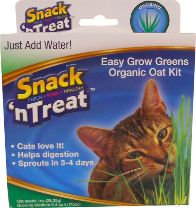 Top Cat Grass Kits for Healthy Felines: 2022 Guide