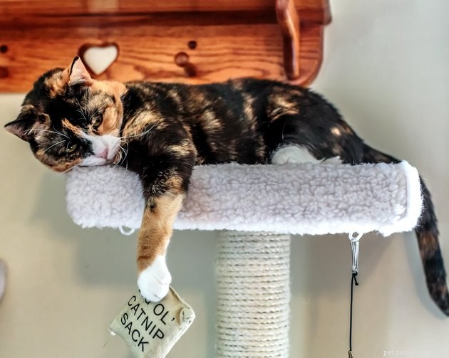 Top Catnip Products of 2022: A Trusted Guide for Your Feline Friend