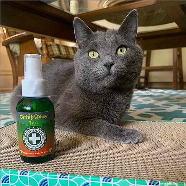 Top Catnip Products of 2022: A Trusted Guide for Your Feline Friend