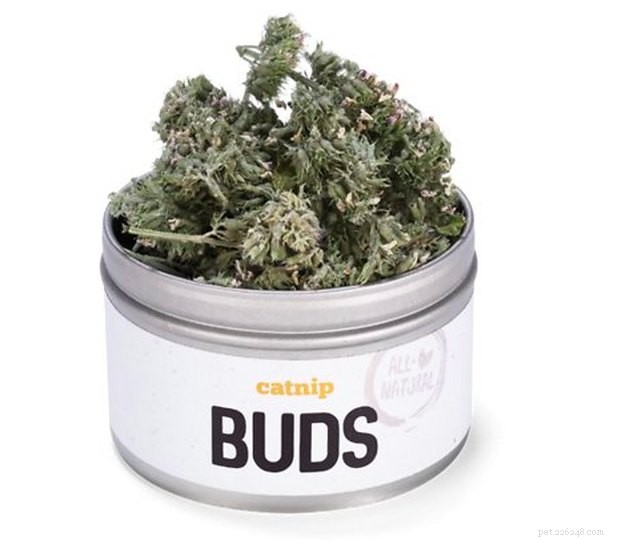 Top Catnip Products of 2022: A Trusted Guide for Your Feline Friend