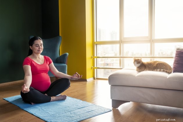 Do Cats Detect Pregnancy? How Their Behavior Changes Toward Expectant Parents