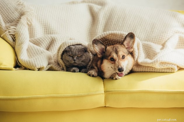 Do Your Dog & Cat Truly Bond? 5 Clear Signs They Love Each Other
