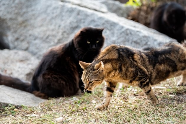 Do Single Women Really Love Cats More? Debunking the Myth