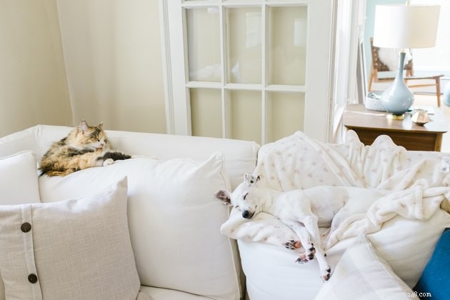 Do Your Dog & Cat Truly Bond? 5 Clear Signs They Love Each Other