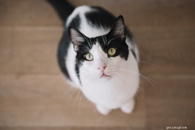 Do Your Habits Actually Comfort Your Cat? A Guide to Cat Body Language