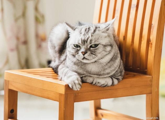 Do Your Habits Actually Comfort Your Cat? A Guide to Cat Body Language