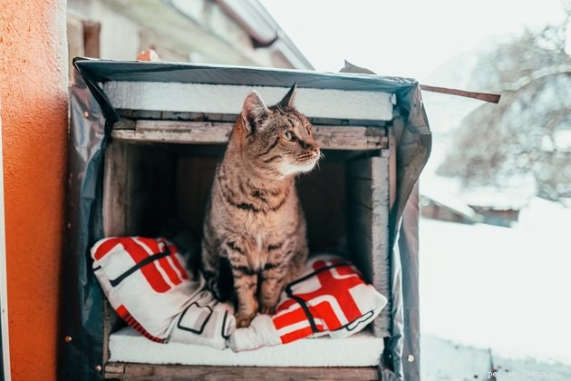 Top Outdoor Cat Houses of 2022: Safe, Durable & Comfortable