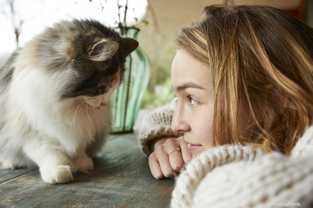 Do Your Habits Actually Comfort Your Cat? A Guide to Cat Body Language