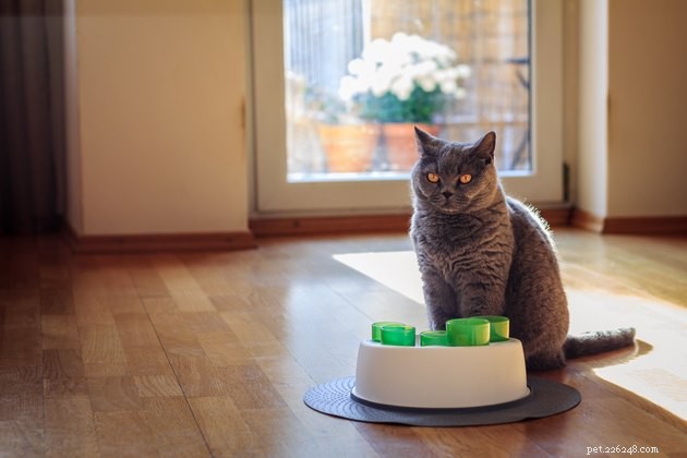 Top Interactive Cat Toys of 2022: Boost Your Cat’s Play & Stimulation