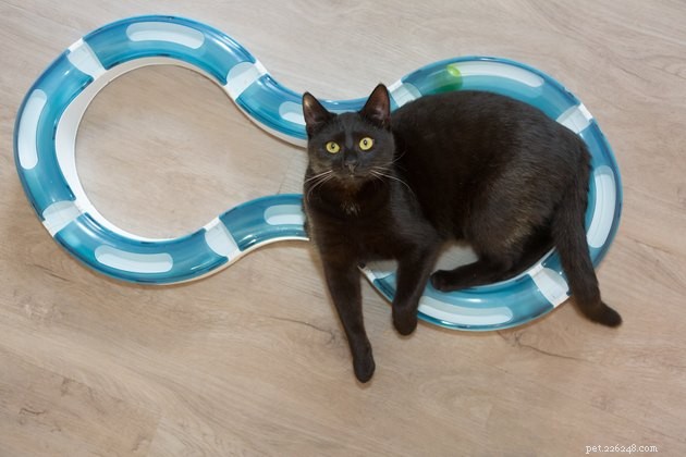 Top Interactive Cat Toys of 2022: Boost Your Cat’s Play & Stimulation