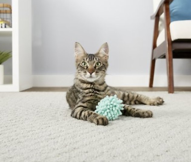 Top 2022 Cat Ball Toys: Engaging, Safe, and Playful