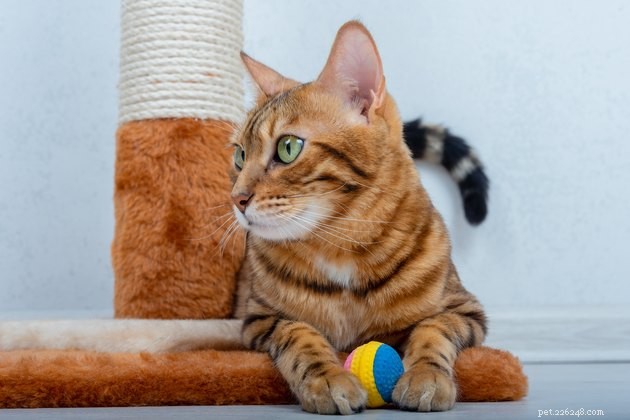 Top 2022 Cat Ball Toys: Engaging, Safe, and Playful