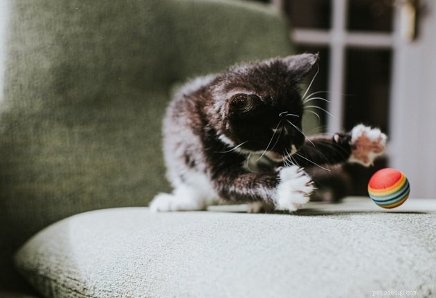 Top 2022 Cat Ball Toys: Engaging, Safe, and Playful