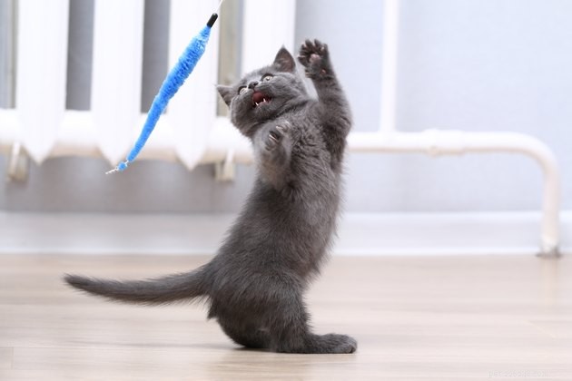 Best Cat Wands & Teaser Toys 2022: Expert‑Chosen, High‑Quality Picks