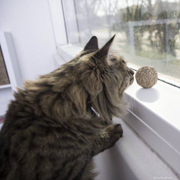 Top 2022 Cat Ball Toys: Engaging, Safe, and Playful