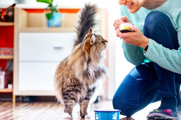 Top 2022 Diabetic Cat Food Picks: Healthy, Safe, & Delicious