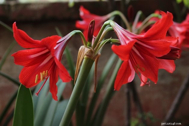 Identify Plants That Are Toxic to Cats: A Guide for a Safe Home